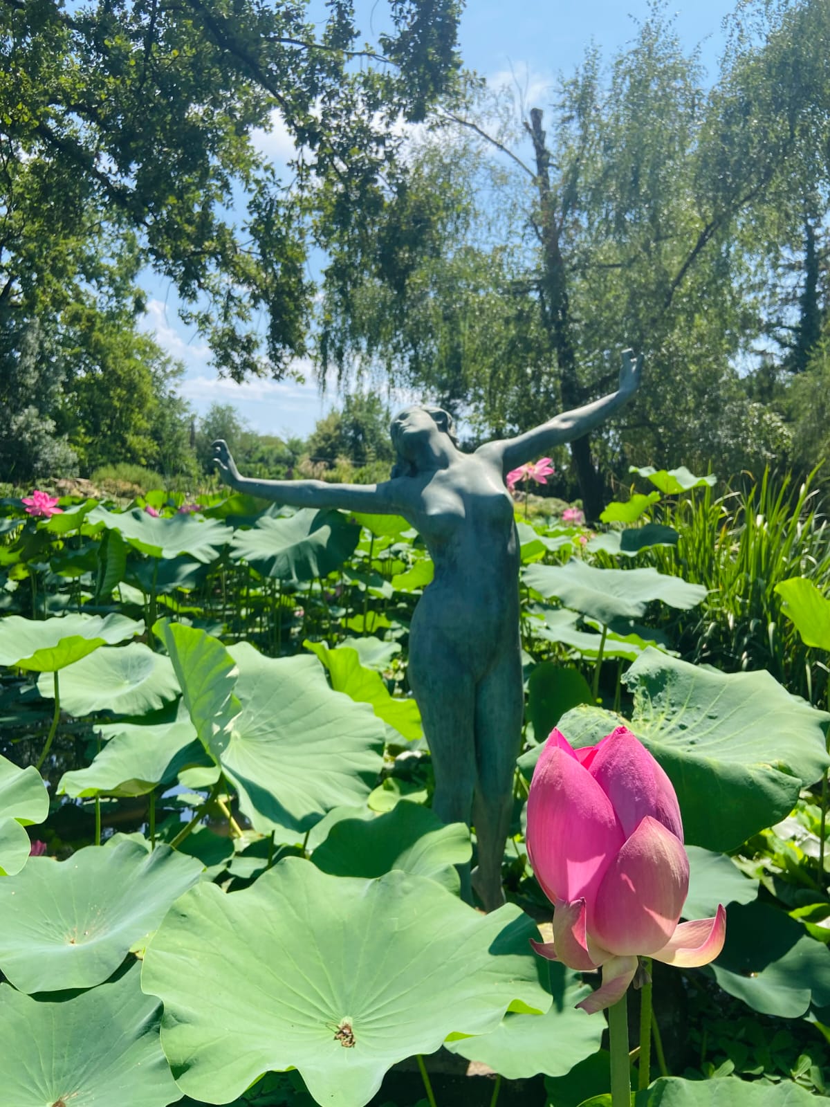 Májtisztító kúra